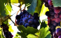 sanford-grapes